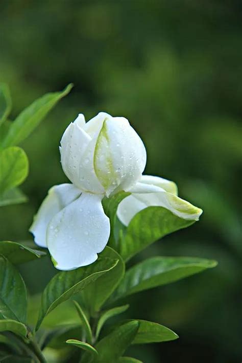 梔子花|梔子花 (護理, 特徵, 花, 圖片, 有毒)